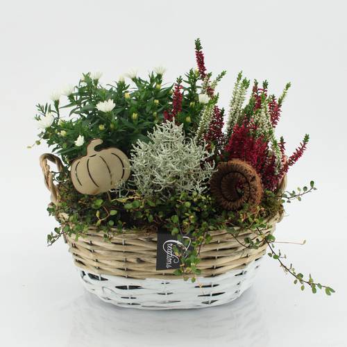 Garten.Arr-2524 Herbst T27 H030