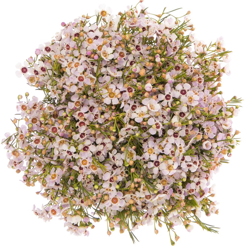 Wachsflower rosa Sexy 60 Gramm 70cm