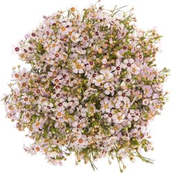 Wachsflower rosa Sexy 60 Gramm 70cm