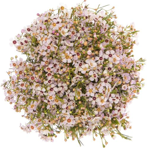 Wachsflower rosa Sexy 60 Gramm 70cm