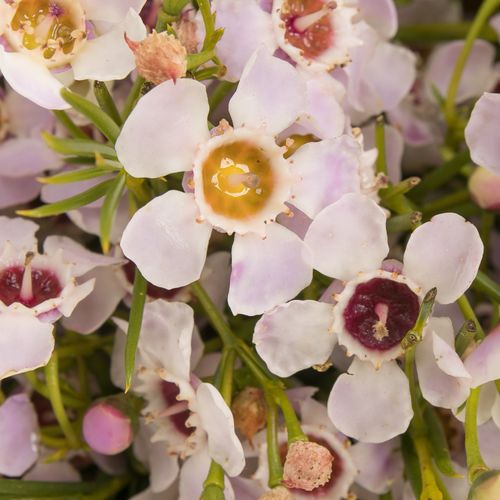 Wachsflower rosa Sexy 60 Gramm 70cm