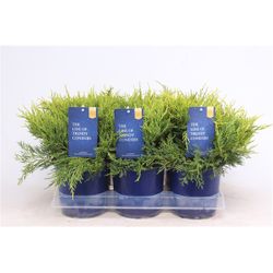 Juniperus Pfitzeriana Old Gold T15 H025