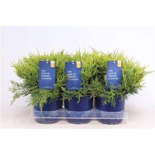 Juniperus Pfitzeriana Old Gold T15 H025