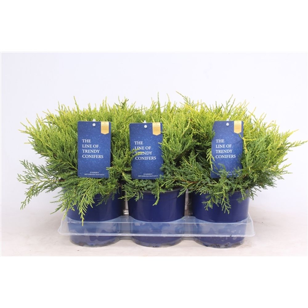 Juniperus Pfitzeriana Old Gold T15 H025