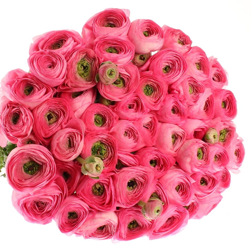 Ranunkel pink Cloni Extra 40cm