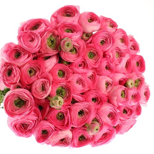 Ranunkel pink Cloni Extra 40cm