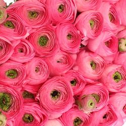 Ranunkel pink Cloni Extra 40cm