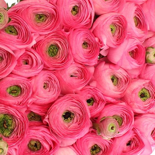 Ranunkel pink Cloni Extra 40cm