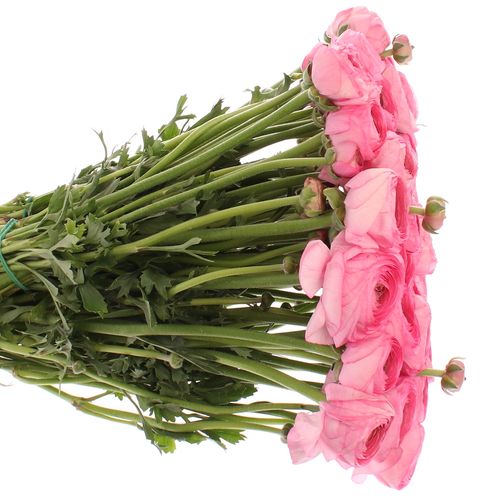 Ranunkel pink Cloni Extra 40cm