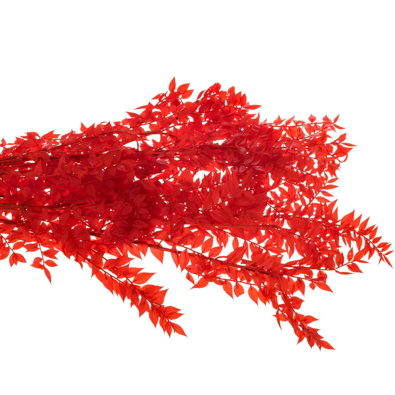 Wilder Ruskus rot gebleicht 70cm Karton