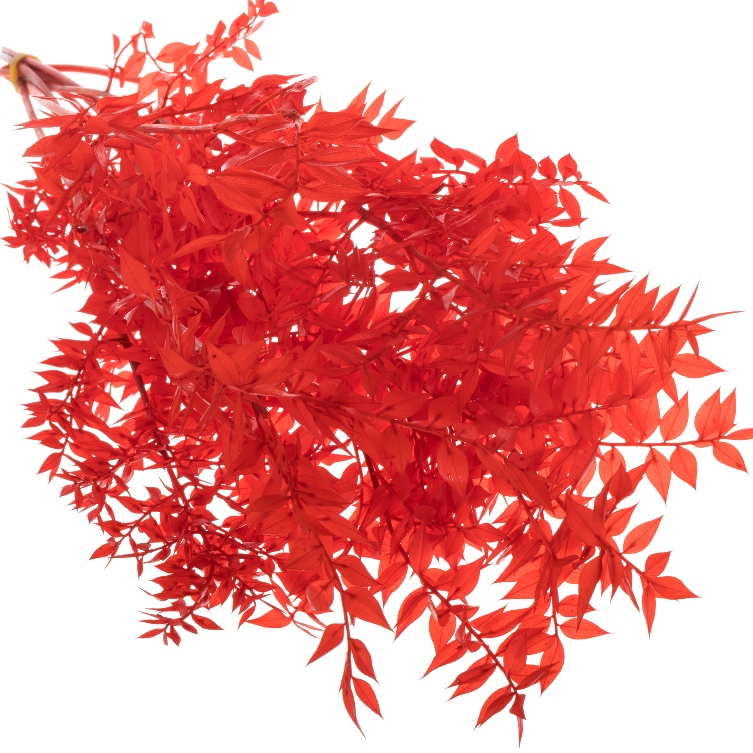 Wilder Ruskus rot gebleicht 70cm Karton