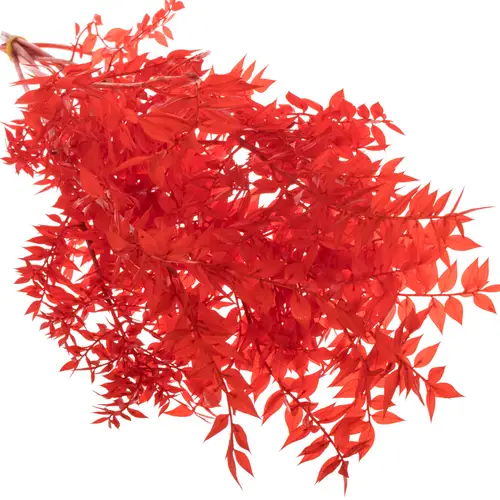 Wilder Ruskus rot gebleicht 70cm Karton