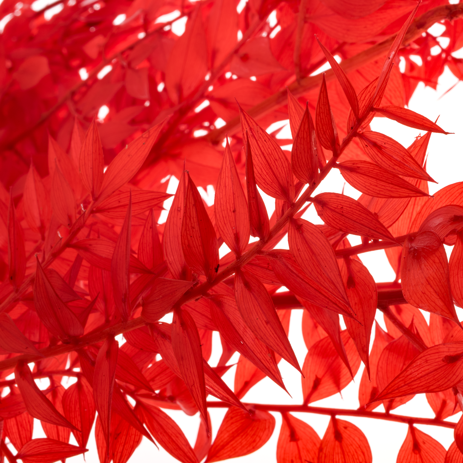 Wilder Ruskus rot gebleicht 70cm Karton