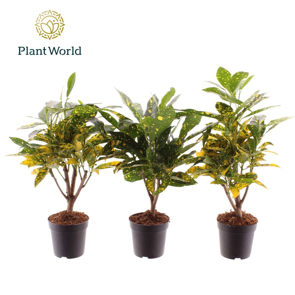 Croton Gold Dust T07 H020
