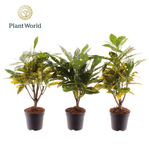 Croton Gold Dust T07 H020
