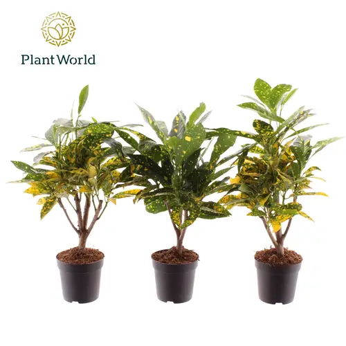 Croton Gold Dust T07 H020