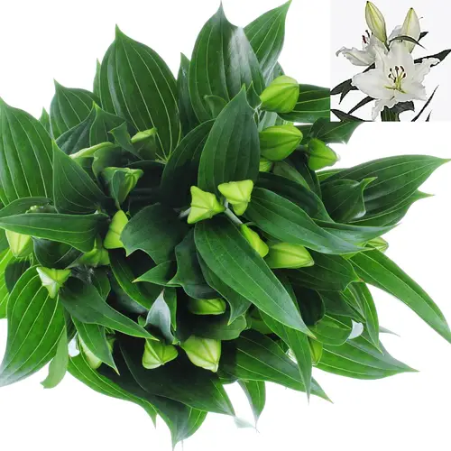 Lilie orientalisch weiss River 5+Blüte 80cm