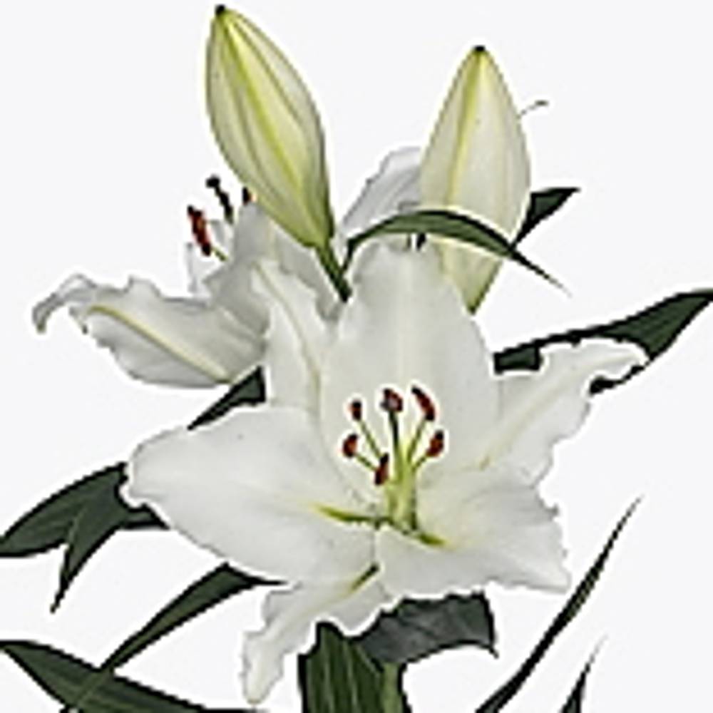 Lilie orientalisch weiss River 5+Blüte 80cm