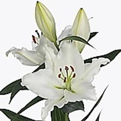 Lilie orientalisch weiss River 5+Blüte 80cm
