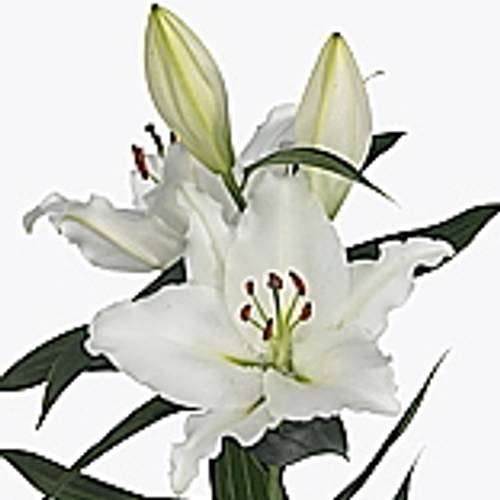 Lilie orientalisch weiss River 5+Blüte 80cm