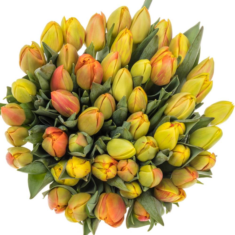Tulpe orange Flaming Icoon 44 Gramm