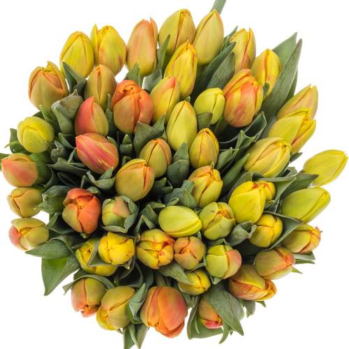 Tulpe orange Flaming Icoon 44 Gramm