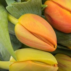 Tulpe orange Flaming Icoon 44 Gramm