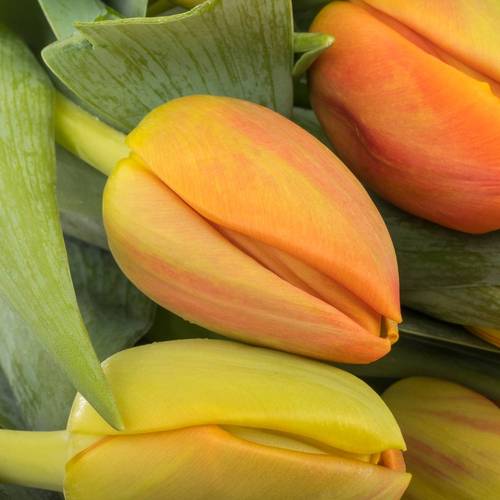 Tulpe orange Flaming Icoon 44 Gramm