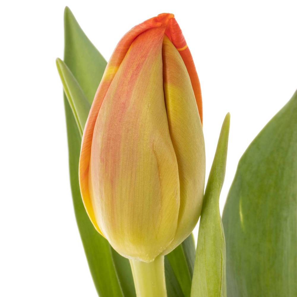 Tulpe orange Flaming Icoon 44 Gramm