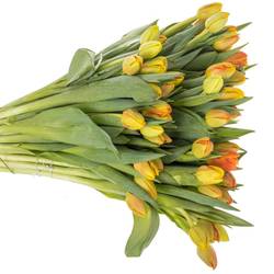 Tulpe orange Flaming Icoon 44 Gramm