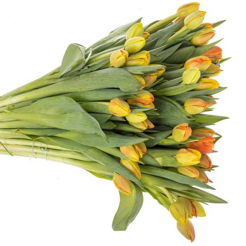 Tulpe orange Flaming Icoon 44 Gramm