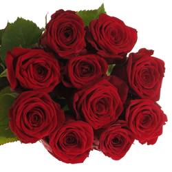 Rose rot Red Naomi (Porta Nova) Unica 70cm