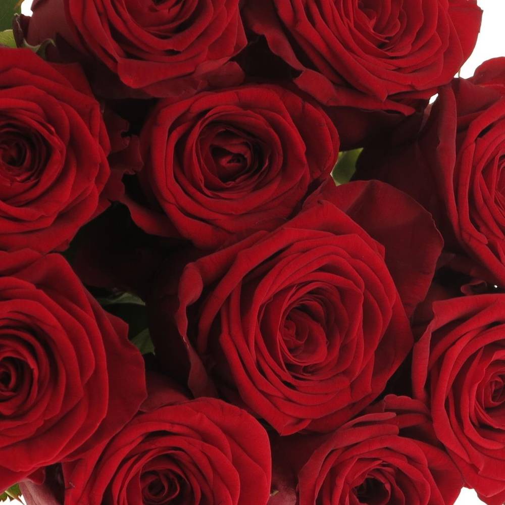 Rose rot Red Naomi (Porta Nova) Unica 70cm
