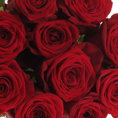 Rose rot Red Naomi (Porta Nova) Unica 70cm