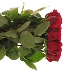 Rose rot Red Naomi (Porta Nova) Unica 70cm