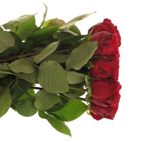 Rose rot Red Naomi (Porta Nova) Unica 70cm