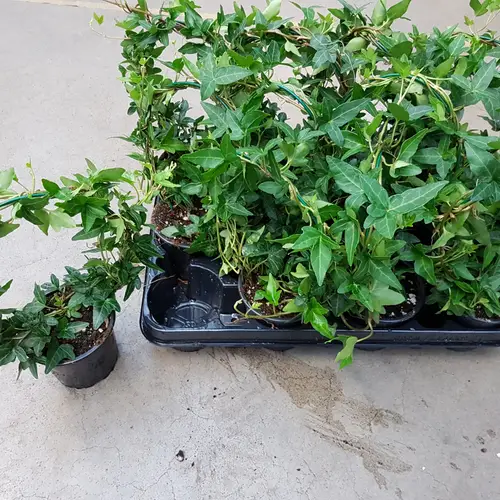 Hedera Bogen grün T9