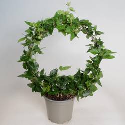 Hedera Bogen grün T12 H035