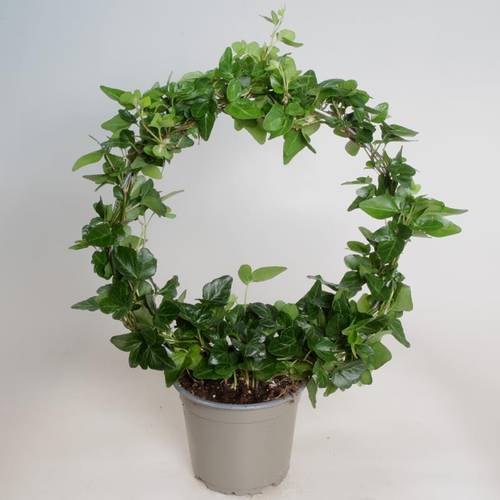 Hedera Bogen grün T12 H035