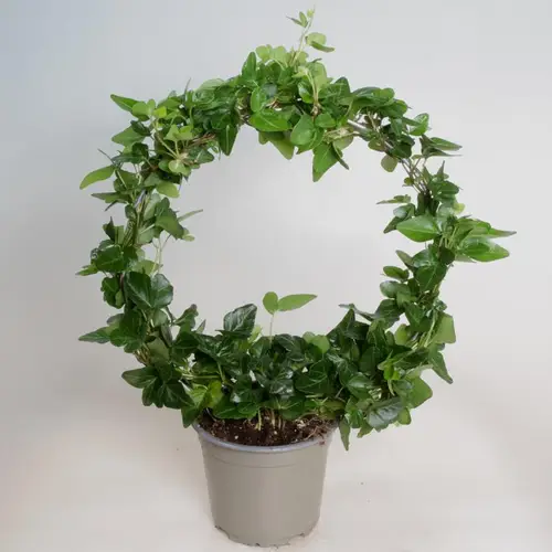 Hedera Bogen grün T12 H035