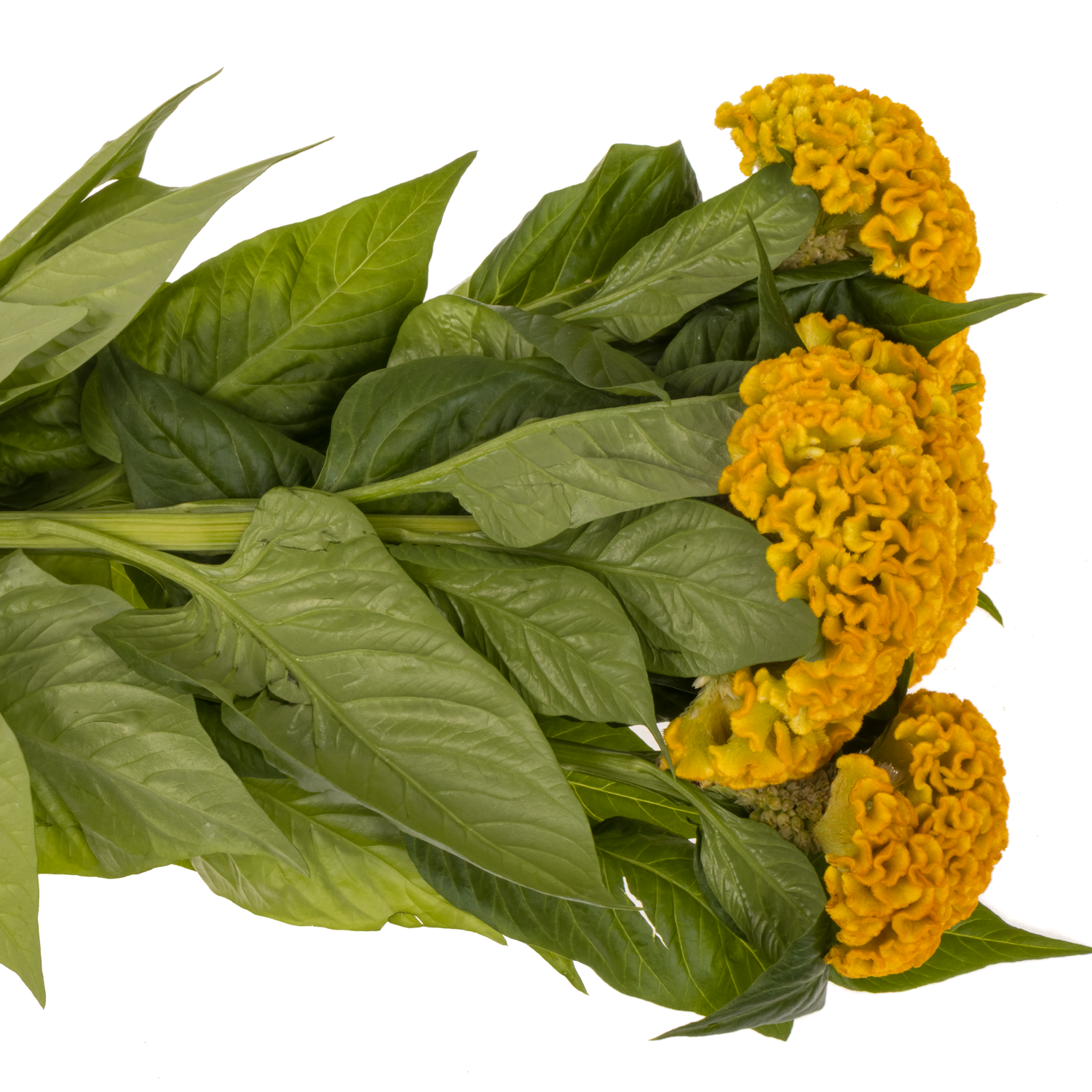 Hahnenkamm gelb Reprise Gold 72cm