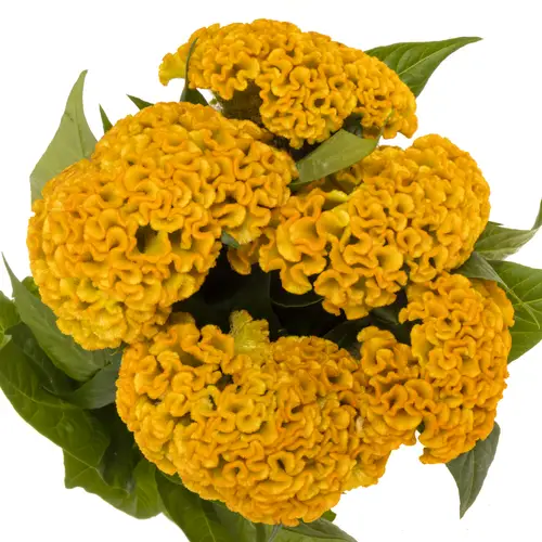 Hahnenkamm gelb Reprise Gold 72cm