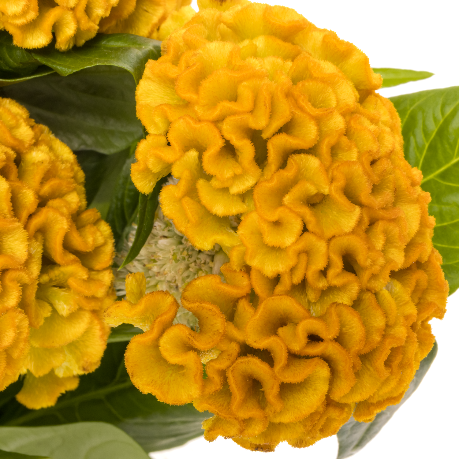 Hahnenkamm gelb Reprise Gold 72cm