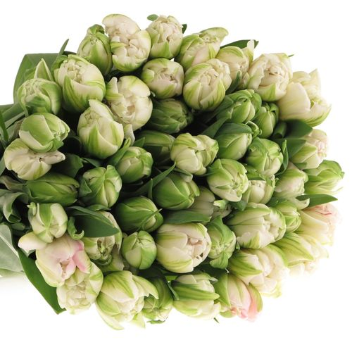 Tulpe Freiland rosa gefüllt Finola 28 Gramm