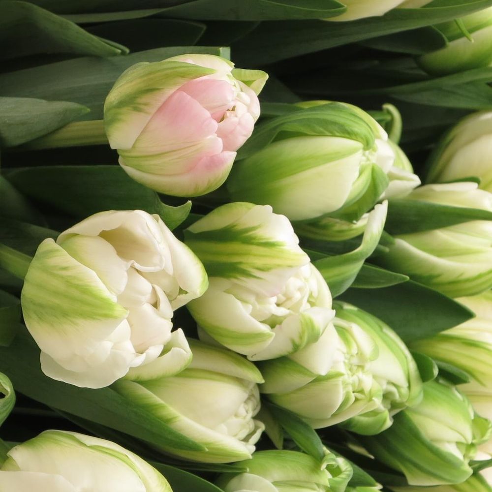 Tulpe Freiland rosa gefüllt Finola 28 Gramm