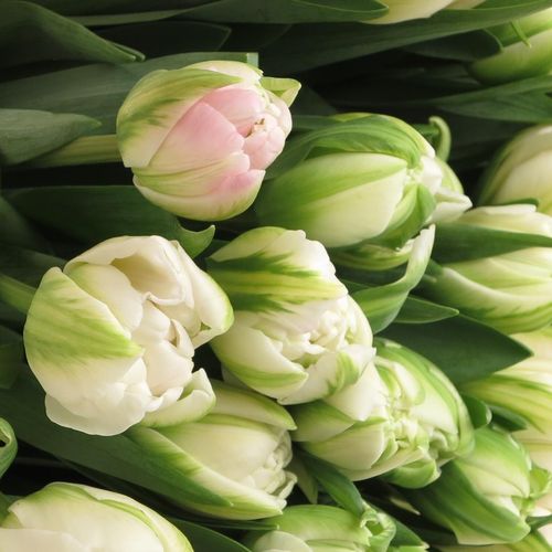 Tulpe Freiland rosa gefüllt Finola 28 Gramm