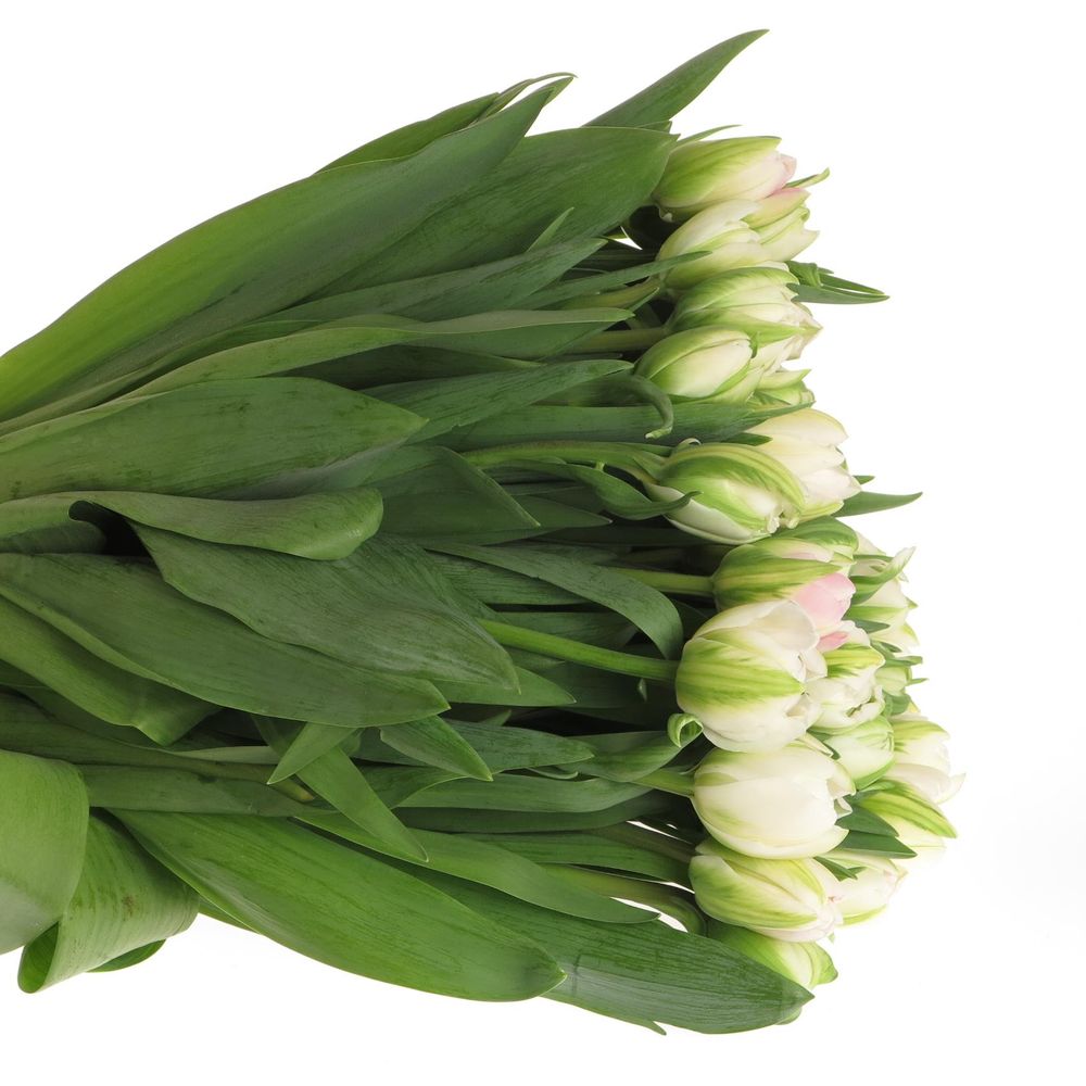 Tulpe Freiland rosa gefüllt Finola 28 Gramm