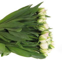 Tulpe Freiland rosa gefüllt Finola 28 Gramm