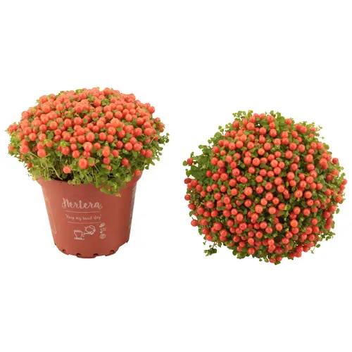 Nertera orange Granadensis T08 H010