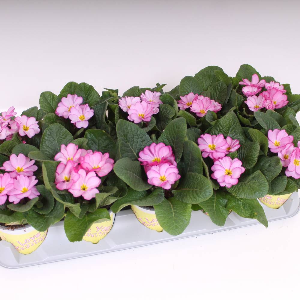 Primula Acaulis lila Woodland T11 H018